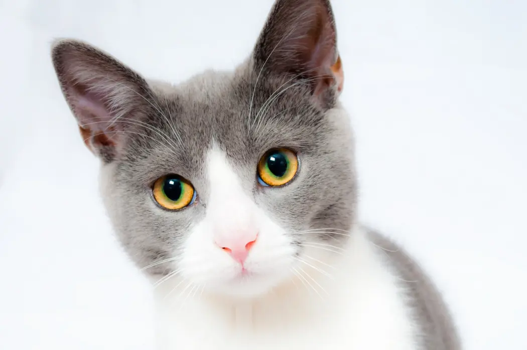 Przysmaki dla kota - sprawdź, jak zachwycić swojego pupila