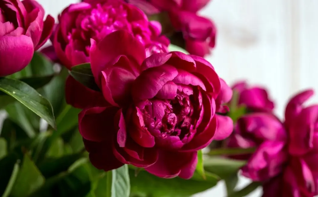 Piwonia Peter Brand  dlaczego jest tak chętnie wybierana?