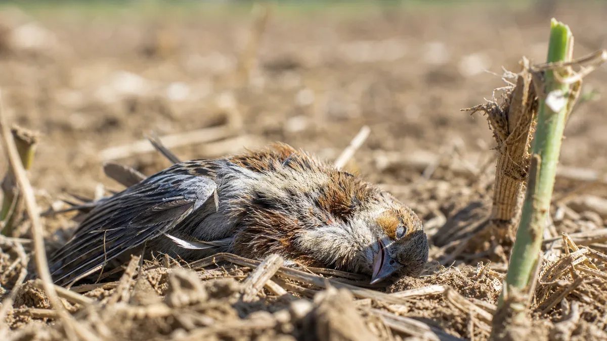 Jesienna migracja zwiększa ryzyko grypy ptaków. Ważny apel do hodowców