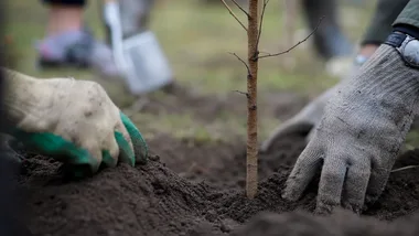 Mieszkańcy zazielenią teren przy Skrzydlatej. Wspólne nasadzenia na Zatorzu