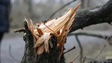 Silny wiatr w Elblągu i powiecie. Porywy mogą osiągnąć 85 km/h