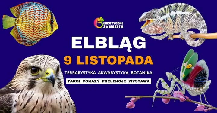 Grafika promocyjna wydarzenia ELBLĄG 9 listopada — Egzotyczne zwierzęta: terrarystyka, akwarystyka i botanika