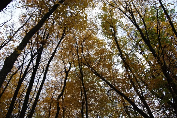 Grafika promocyjna wydarzenia Las Kobiet — terapia leśna w Bażantarni (Elbląg)