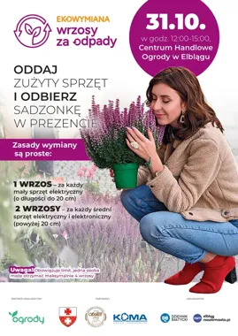 Elektrośmieci wymienią na wrzosy. W Elblągu obowiązuje limit czterech sadzonek